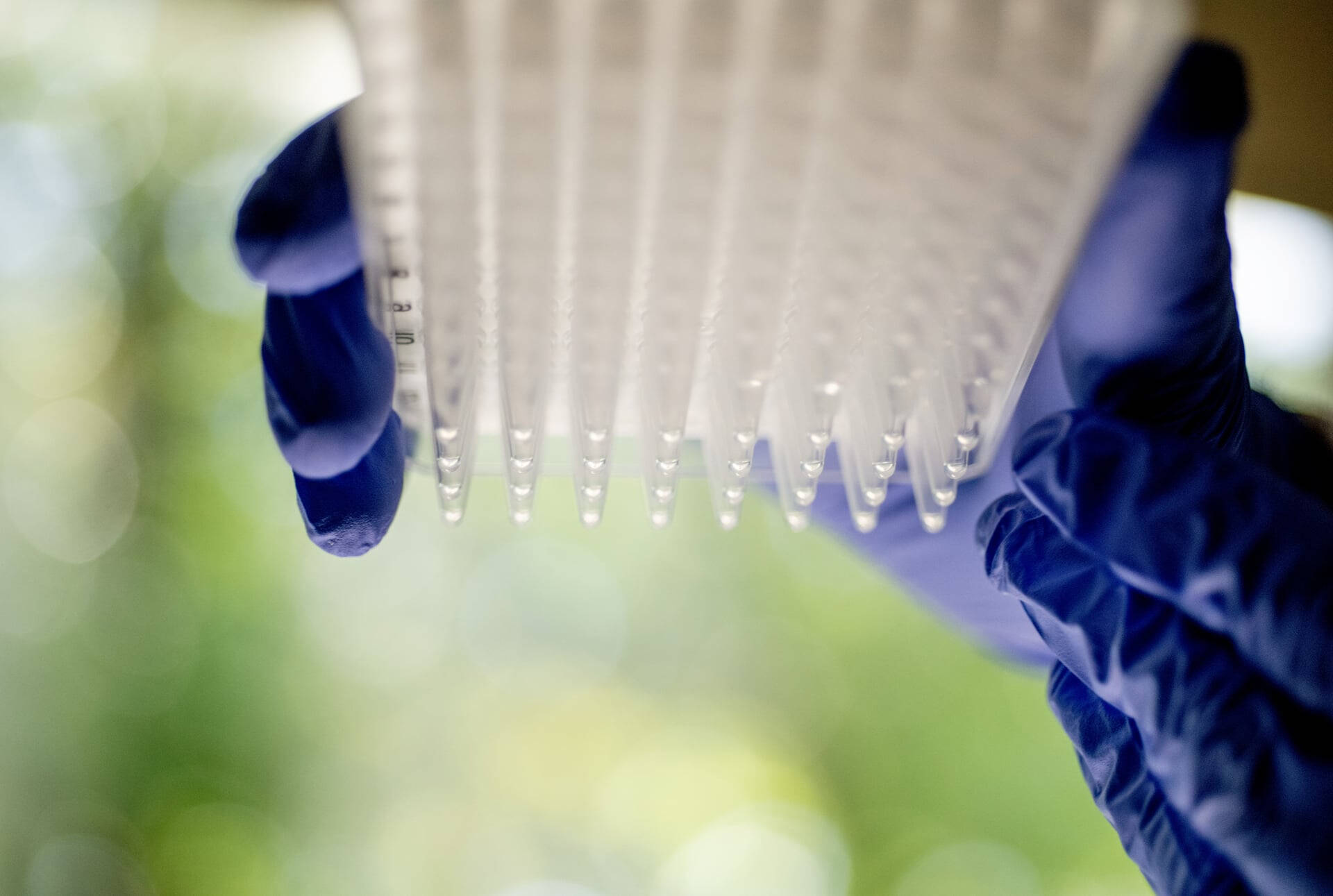 Tray of reagents used in PCR.